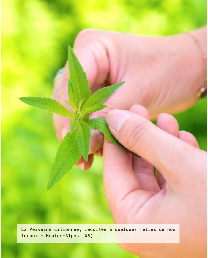 Eau florale bio VERVEINE CITRONNEE