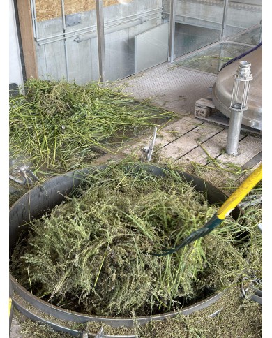 THYM THUJANOL Bio avant distillation, laboratoire Karandja, Hautes-Alpes (05).