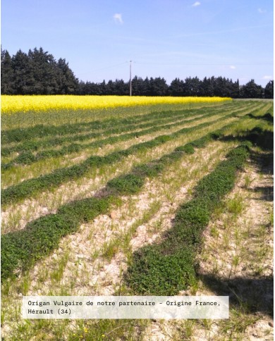 Filière partenaire ORIGAN VULGAIRE Bio origine France, Hérault, Karandja laboratoire.