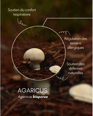 Extrait de champignon bio AGARICUS