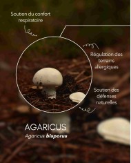 Extrait de champignon bio AGARICUS