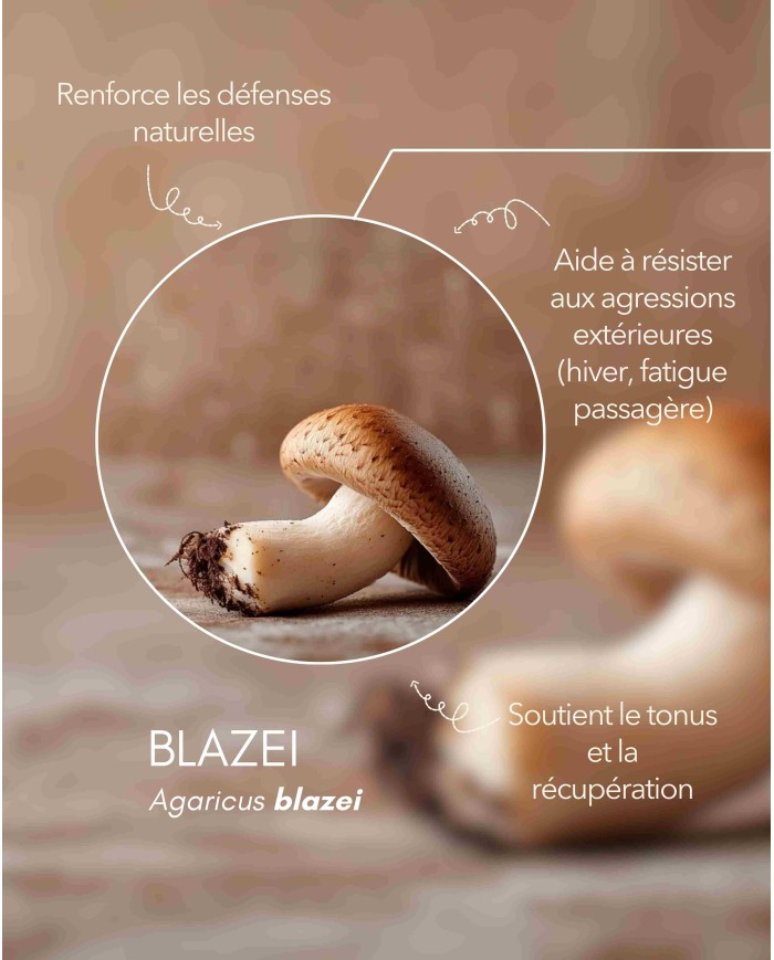 Extrait de champignon bio BLAZEI