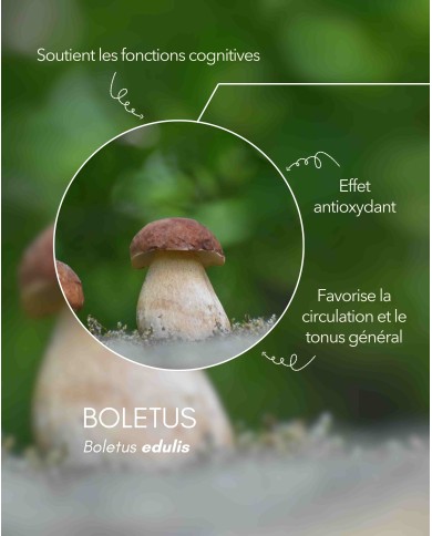 Extrait de champignon bio BOLETUS (Cèpes de Bordeaux français)