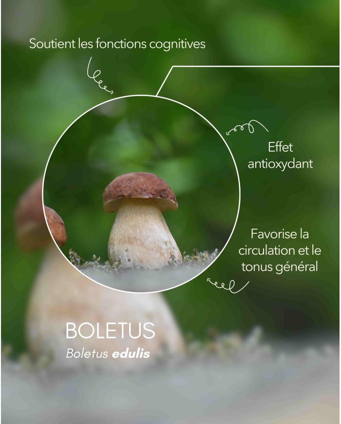 Extrait de champignon bio BOLETUS (Cèpes de Bordeaux français)