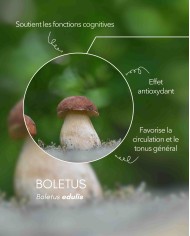 Extrait de champignon bio BOLETUS (Cèpes de Bordeaux français)