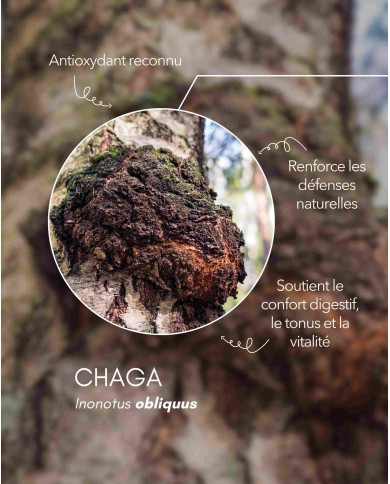 Extrait de champignon Bio CHAGA