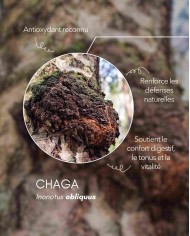 Extrait de champignon Bio CHAGA