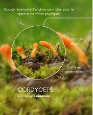 Extrait de champignon bio CORDYCEPS