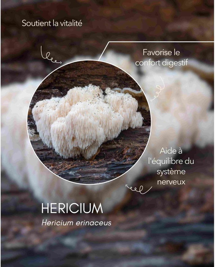 Extrait de champignon bio HERICIUM