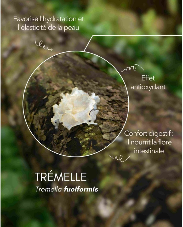 Extrait de champignon bio TREMELLE