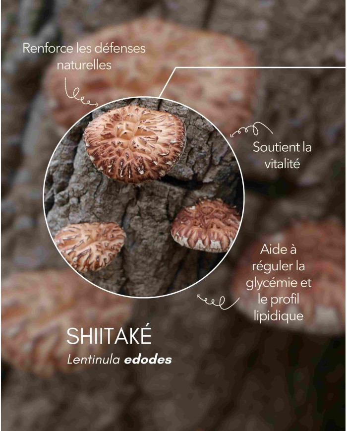 Extrait de champignon bio SHIITAKE