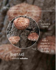 Extrait de champignon bio SHIITAKE
