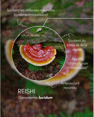 Extrait de champignon bio REISHI