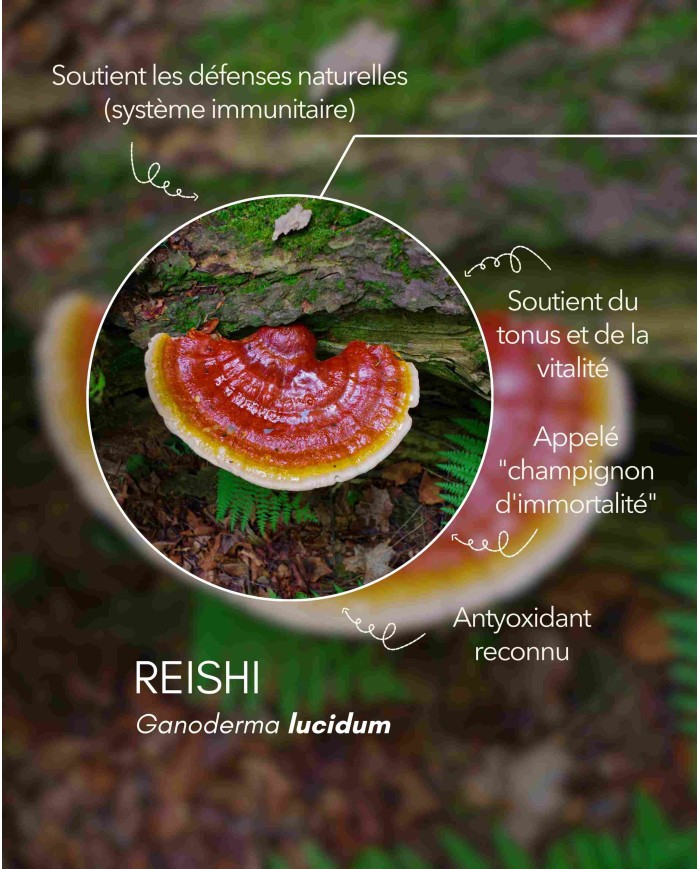 Extrait de champignon bio REISHI