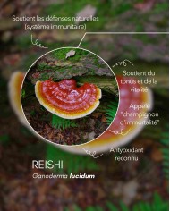 Extrait de champignon bio REISHI