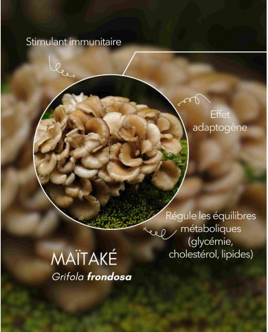 Extrait de champignon Bio MAÏTAKE