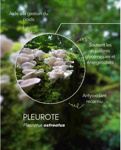 Extrait de champignon bio PLEUROTE