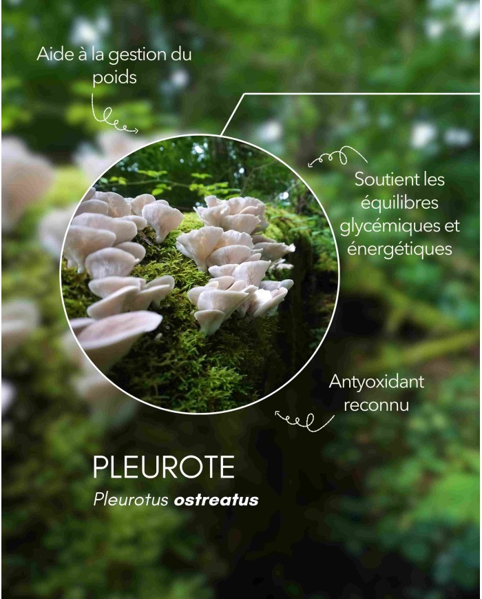 Extrait de champignon bio PLEUROTE