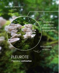 Extrait de champignon bio PLEUROTE