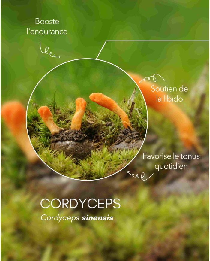 Extrait de champignon bio CORDYCEPS