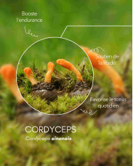 Extrait de champignon bio CORDYCEPS
