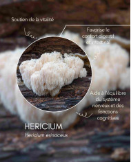 Extrait de champignon bio HERICIUM