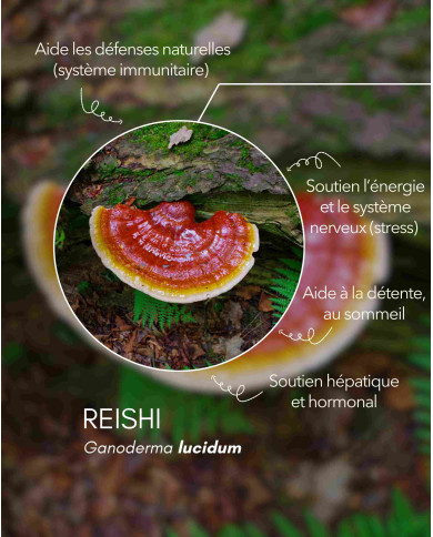 Extrait de champignon bio REISHI