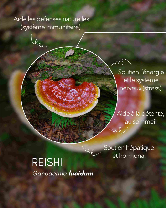 Extrait de champignon bio REISHI