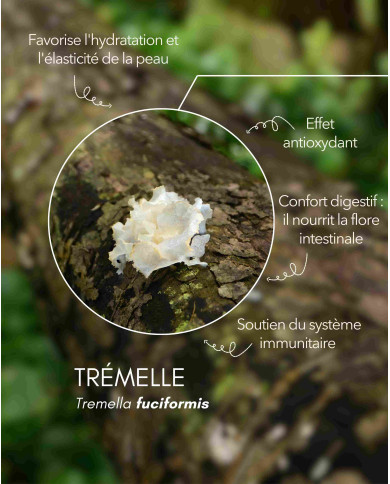 Extrait de champignon bio TREMELLE