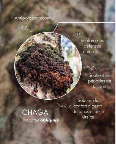 Extrait de champignon Bio CHAGA