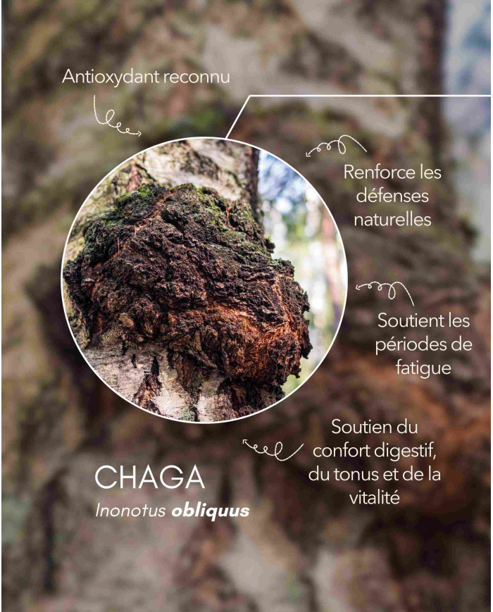Extrait de champignon Bio CHAGA