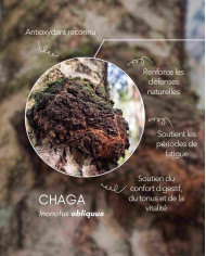 Extrait de champignon Bio CHAGA