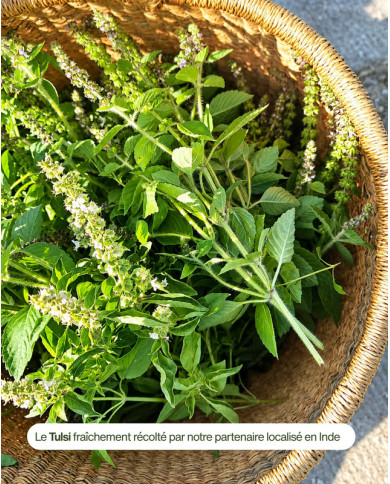 Extrait de plante Bio TULSI