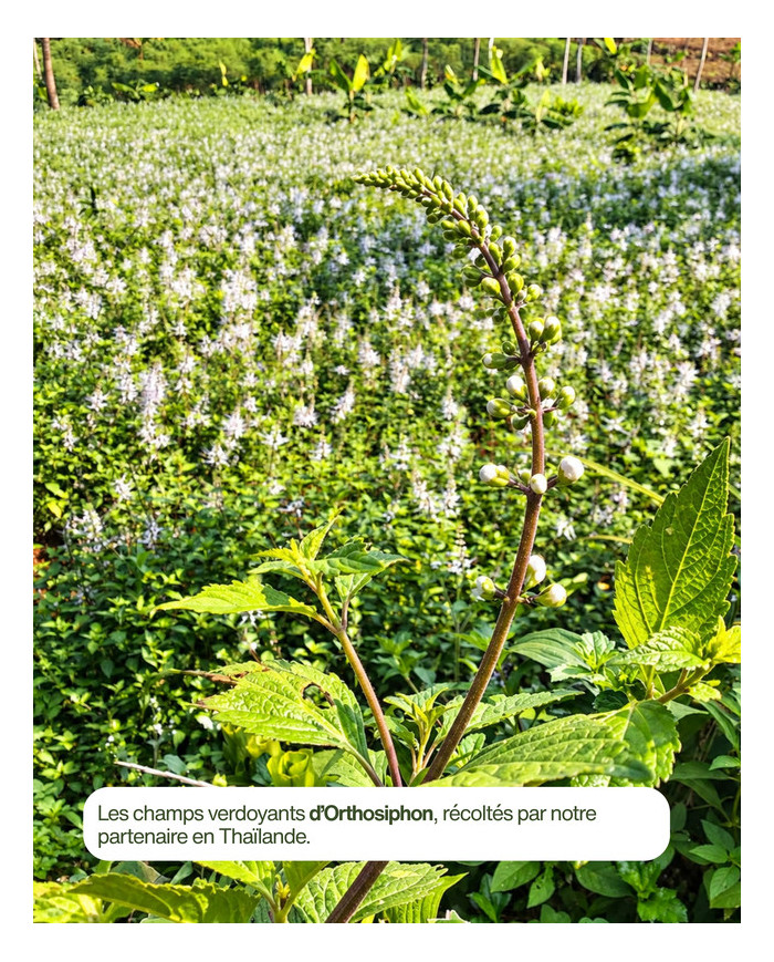 Extrait de plante Bio ORTHOSIPHON