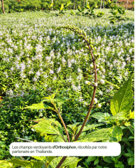 Extrait de plante Bio ORTHOSIPHON