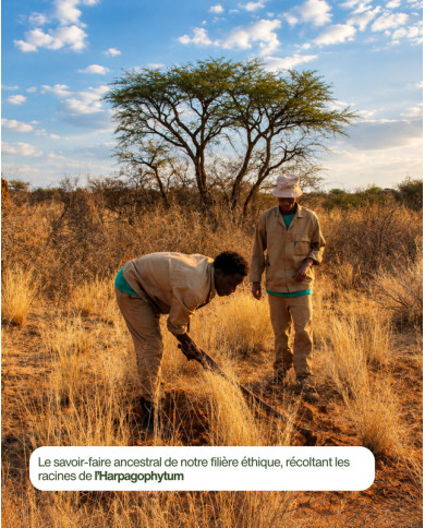 Filière Karandja écoresponsable et  durable d'Harpagophytum BIO