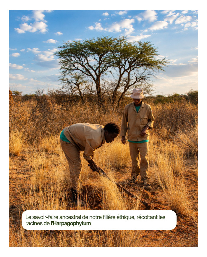 Filière Karandja écoresponsable et  durable d'Harpagophytum BIO