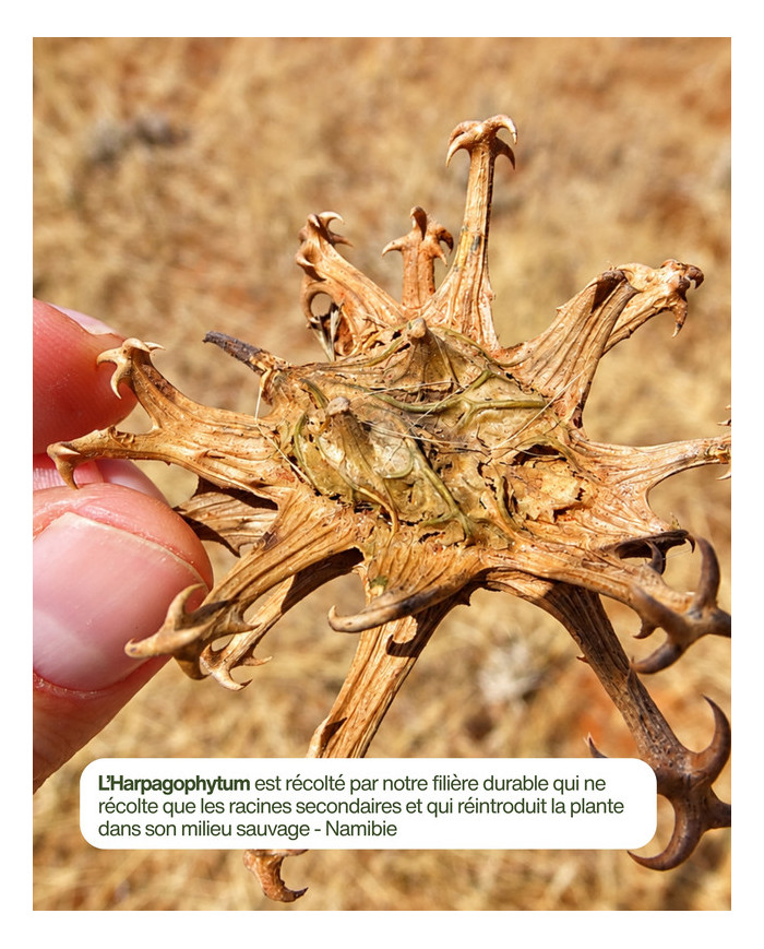 Extrait de Plante Bio HARPAGOPHYTUM
