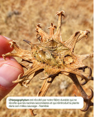 Extrait de Plante Bio HARPAGOPHYTUM