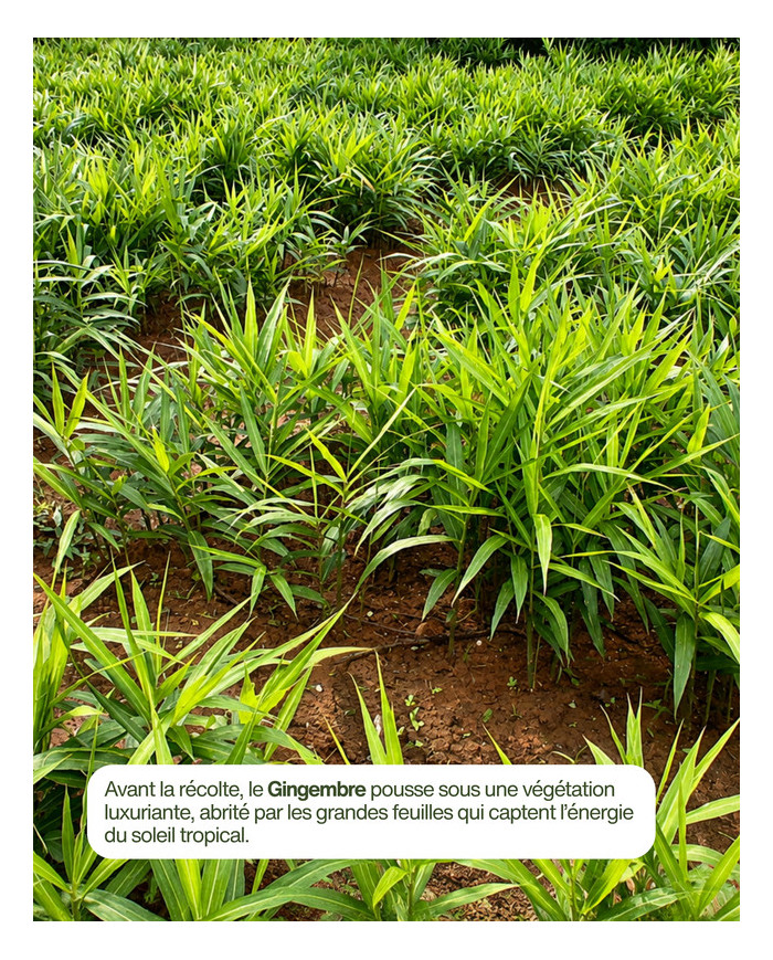 Huile essentielle bio GINGEMBRE FRAIS