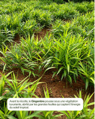 Huile essentielle bio GINGEMBRE FRAIS