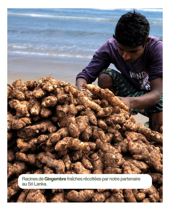GINGEMBRE FRAIS Bio, origine Madagascar, Karandja laboratoire.