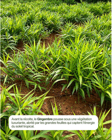Extrait de Plante Bio GINGEMBRE