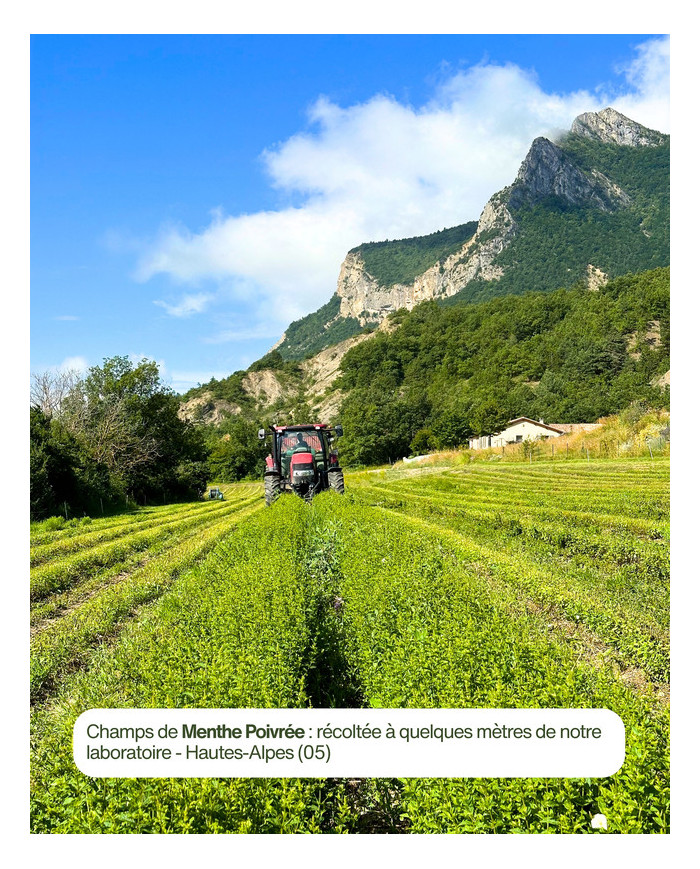 Récolte MENTHE POIVREE Bio Karandja laboratoire, France - Hautes-Alpes (05).
