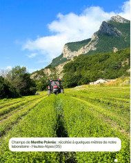 Récolte MENTHE POIVREE Bio Karandja laboratoire, France - Hautes-Alpes (05).