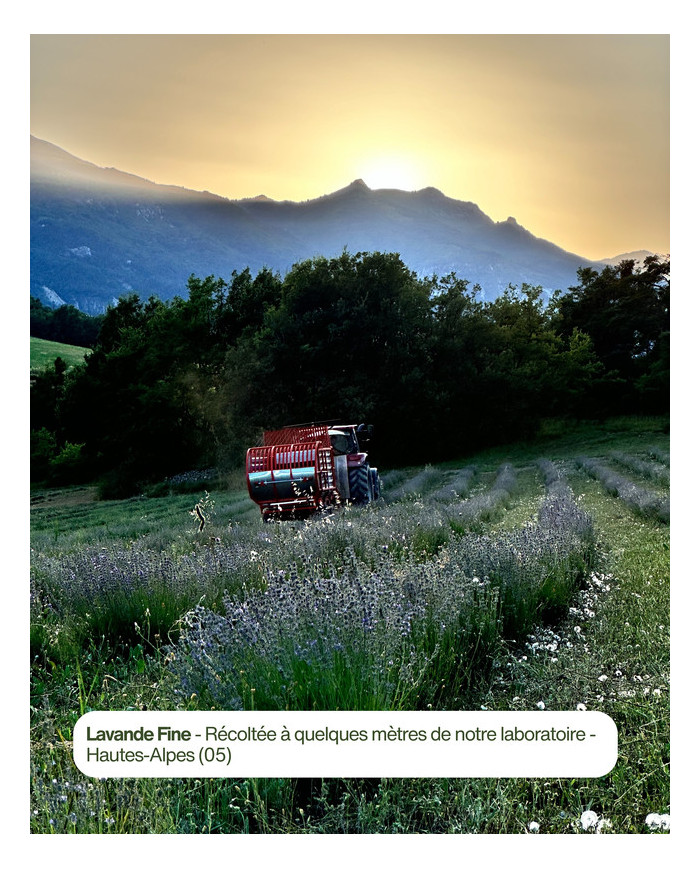 Parcelle Karandja de LAVANDE FINE, cultivar CARLA, située à 900 mètre d'altitude dans les HAUTES-ALPES