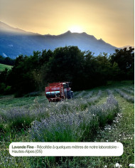 Parcelle Karandja de LAVANDE FINE, cultivar CARLA, située à 900 mètre d'altitude dans les HAUTES-ALPES