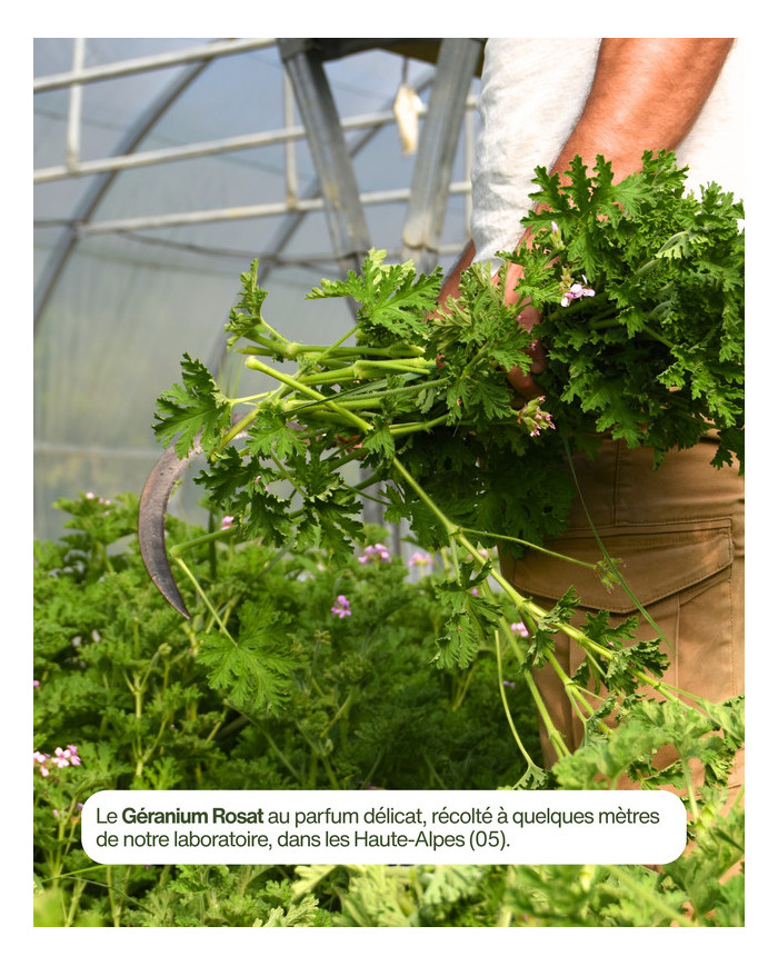 Huile essentielle bio GERANIUM ROSAT