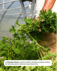 Huile essentielle bio GERANIUM ROSAT