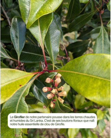 Extrait de plante Bio GIROFLIER